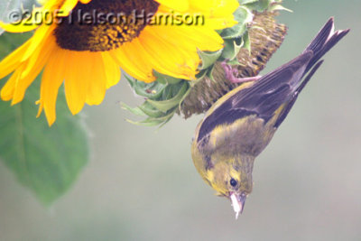 Yellow Bird - on Sunflower D050907 029 copy.jpg