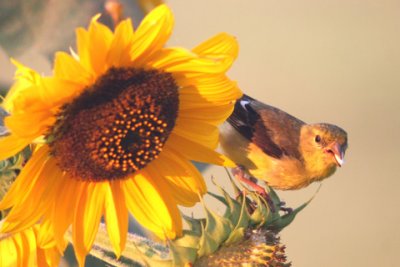 Yellow-Bird---on-Sunflower-D050906-012-www.jpg