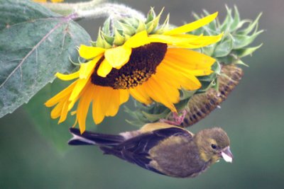 Yellow-Bird---on-Sunflower-D050907-014-www.jpg