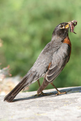 Robin-D060703-024-www.jpg