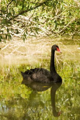 Black-Swan-D070707-111-www.jpg