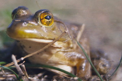 Frog-Closeup-981007-8a-9-www.jpg