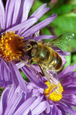 Bee---in-Flower-000903-16a-17-www.jpg