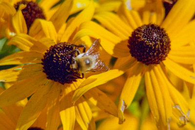 Bee---on-Black-Eyed-Susan-970903-11a-12-www.jpg