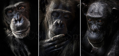 Chimpanzee triptych