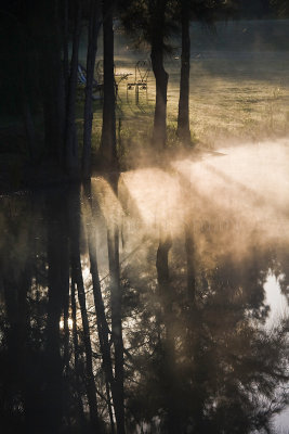 Mist in trees near dam