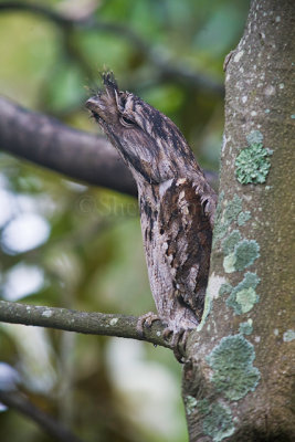 Male tawny frogmouth in its usual position