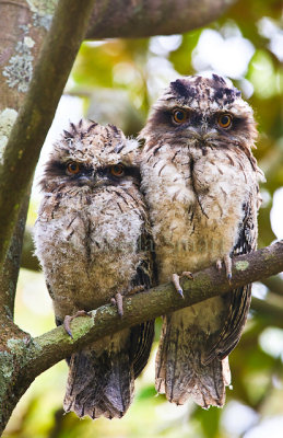 Tawny frogmouth with young