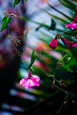 Morning glory  with fern backdrop