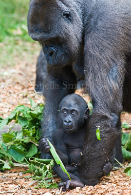Gorilla mother with baby