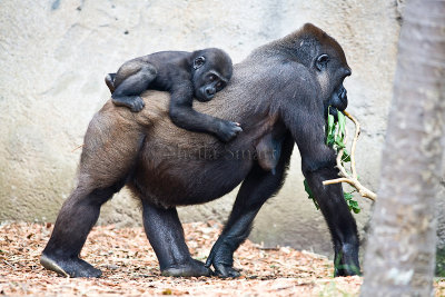 Gorilla and baby on back
