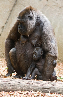 Western lowland gorilla with baby