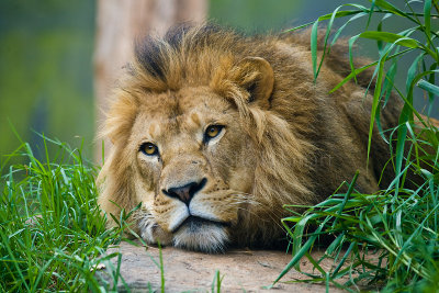 Lion watchful