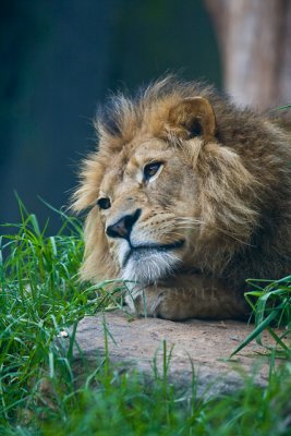 Wistful lion