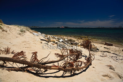Branch on Botany Bay beach