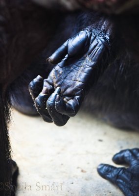 Chimpanzee hand