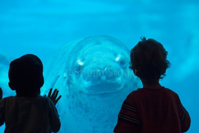 Leopard seal with two children silhouette