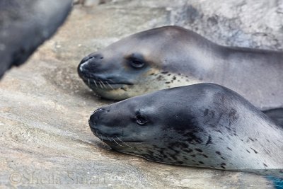 Leopard seals pair