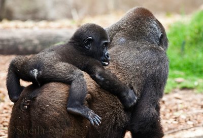 Western lowland gorilla with baby on back