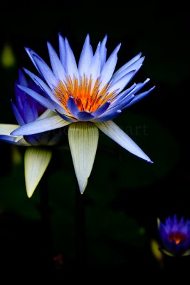 Purple water lily