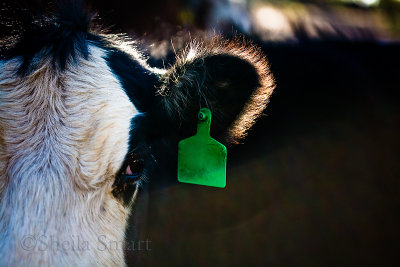 Cow with tag