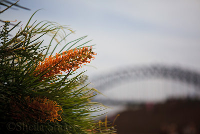 Golden grevillea and Sydney Harbour Bridge