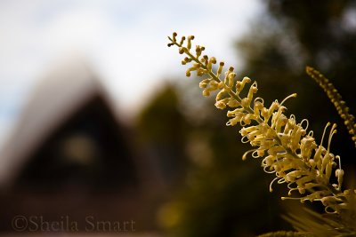 Yellow grevillea and Sydney Opera House