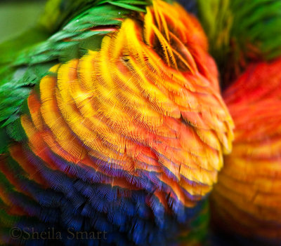 Close up of rainbow lorikeet feathers