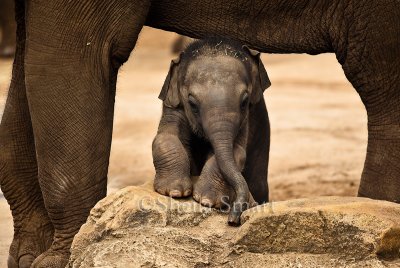  Baby Asian or Asiatic elephant