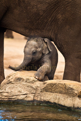 Baby Asiatic elephant in portrait