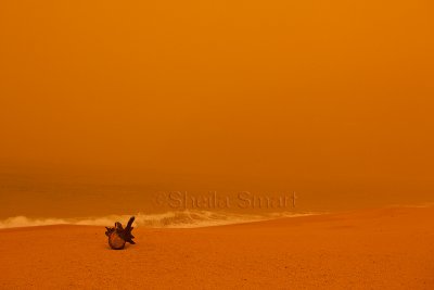 Log on Palm Beach in dust storm