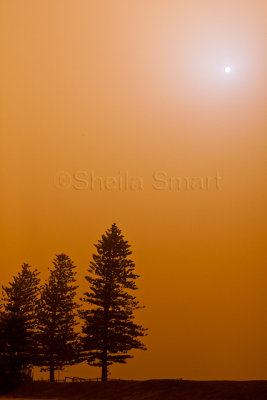 Pine trees at Palm Beach in dust storm