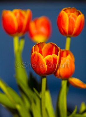 Five red  tulips