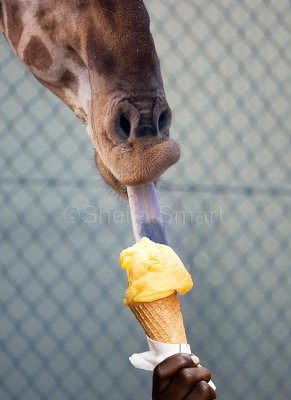 Giraffe eating icecream
