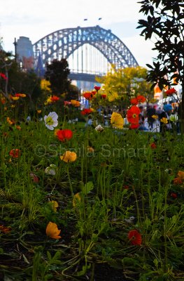 Sydney Harbour Bridge with poppies in foreground