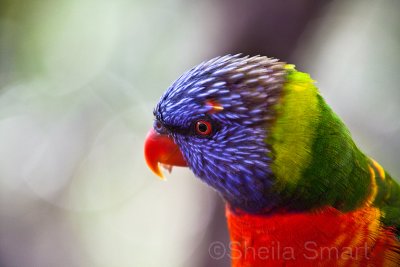 Close up of rainbow lorikeet