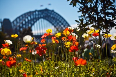 Poppies and Sydney Harbour Bridge