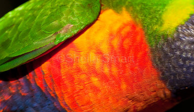 Feathers of rainbow lorikeet