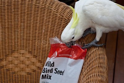 Sulphur crested cockatoo helping himself to bird seed