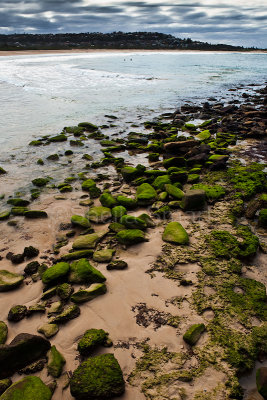 Mossy rocks at Dee Why - portrait