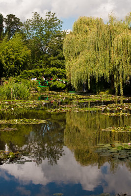 Water lily pond portrait