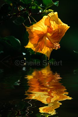 Yellow hibiscus reflection
