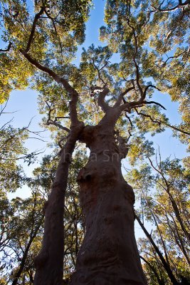 Angophora Costata