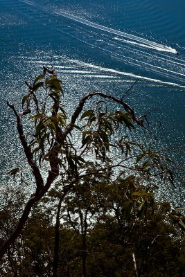 Gum tree with Hawkesbury River backdrop
