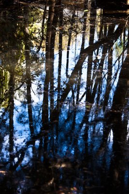 Creek at North Avalon