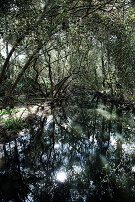 Swamp at North Avalon