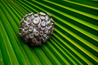 Shimeji mushroom on frond