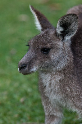 Eastern grey kangaroo close up