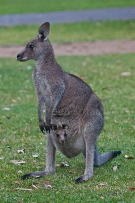 Profile eastern grey kangaroo with joey in pouch