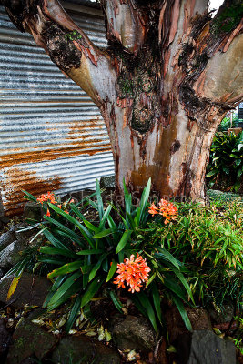 Angophora and flower at Milton